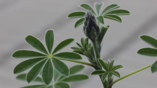 Lupinus cosentinii