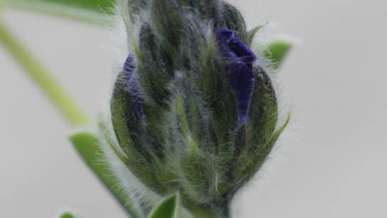 Lupinus cosentinii