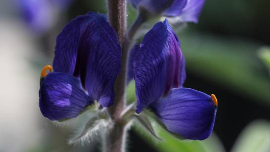 Lupinus digitatus