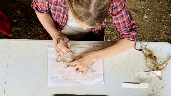 Field research in France: Maud Tenaillon investigates roots. ©Tino Häusler